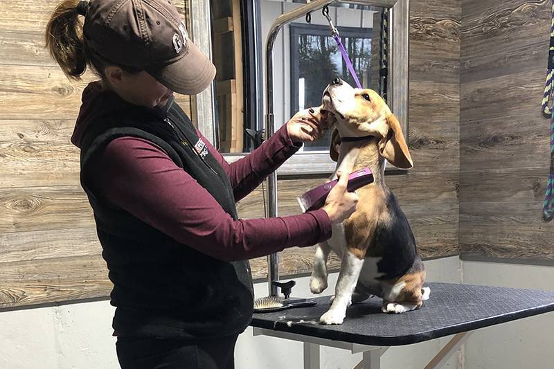 Forestview Kennels | BOARDING